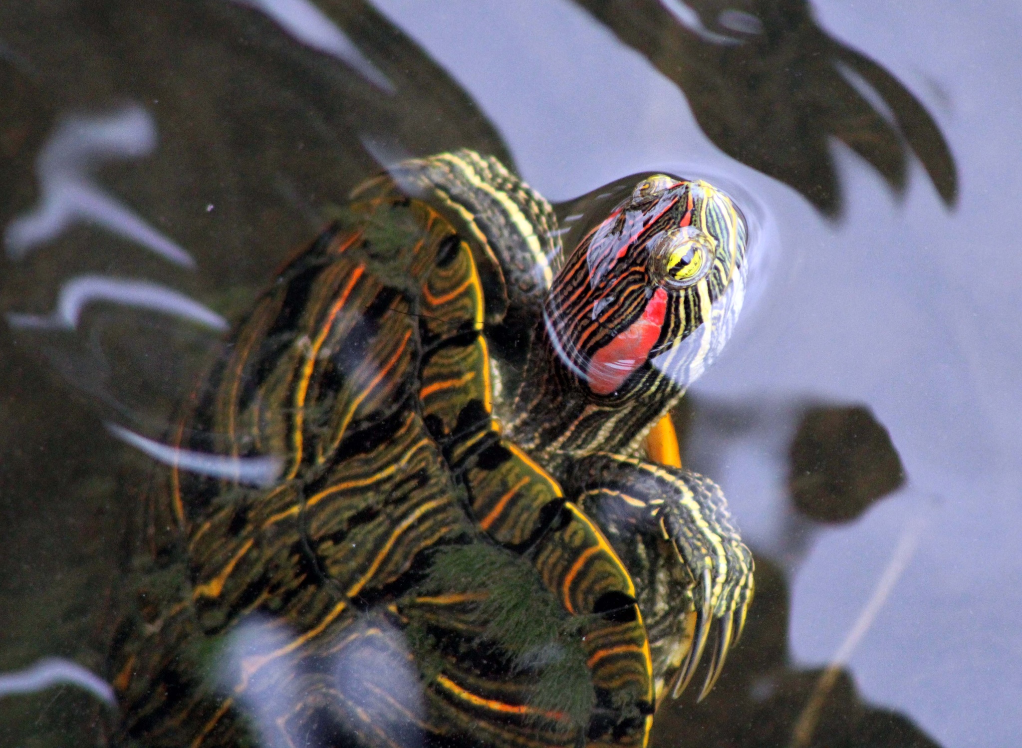 Red-Eared slider (Trachemys scripta elegans)